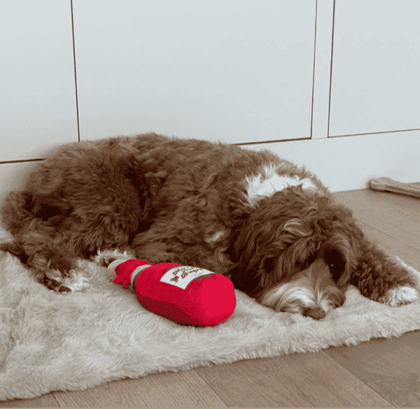 Instagram post van princess_bella