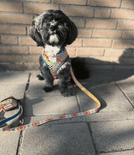 Instagram post van charlie_beagle