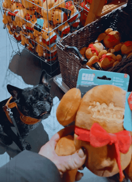 Instagram post van nala_ragdoll