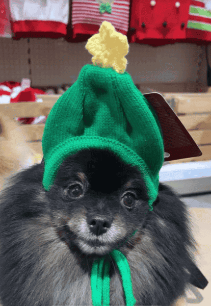 Instagram post van rocky_german_shepherd