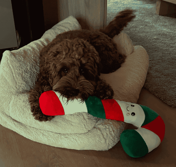 Instagram post van buddy_labrador