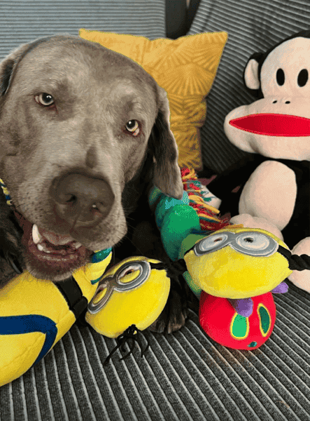 Instagram post van milo.adventures