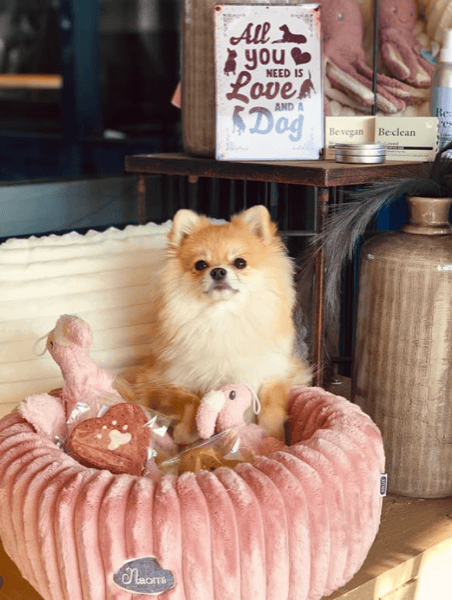 Instagram post van fluffy_luna