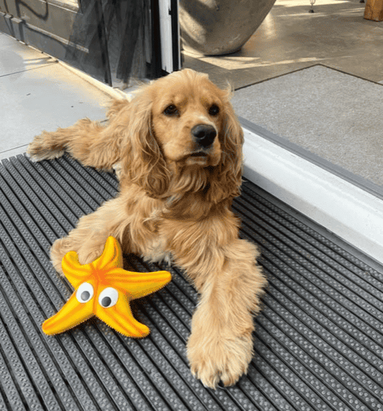 Instagram post van max_the_golden