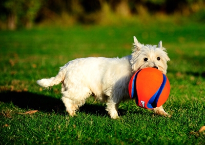 Chuckit Kick Fetch Small 12,5 CM