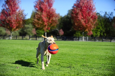 Chuckit Kick Fetch Small 12,5 CM