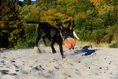 Chuckit Kick Fetch Small 12,5 CM