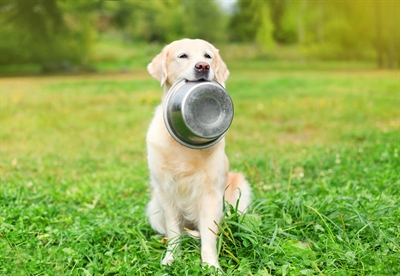 Happy Pet Voerbak Rvs 21,5 CM