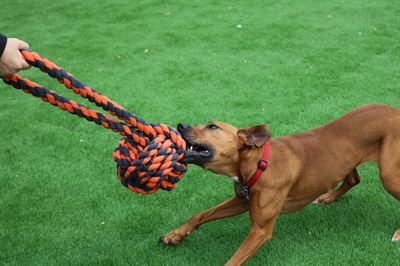 Happy Pet Nuts For Knots Extreme Bal Tugger 60x24x24 CM