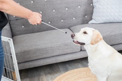 Trixie Dog Activity Target Stick Aanwijsstok Assorti 14-65 CM