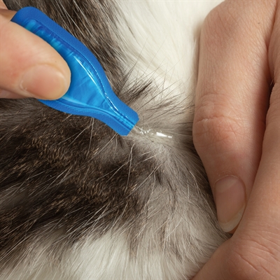Beaphar Fiprotec Kat Vlooien & Teken 3+1 Pipet >1 KG 8 Weken