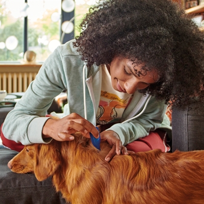 Beaphar Fiprotec Hond Tegen Teken En Vlooien 10-20 KG 3+1 Pip