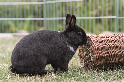 Trixie Wilgentunnel voor Konijnen 38x20x20 cm