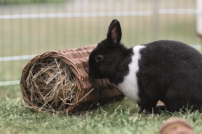 Trixie Wilgentunnel voor Konijnen 38x20x20 cm