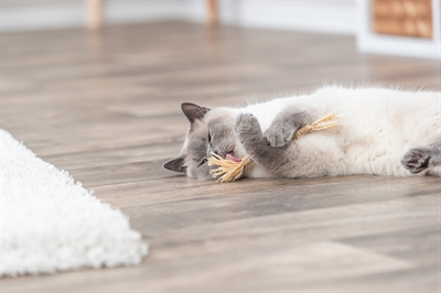 Trixie Matatabi Stokje Met Franjes 24 CM Kattenspeelgoed