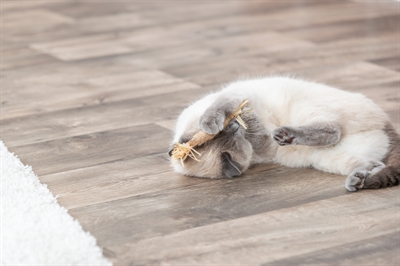 Trixie Matatabi Stokje Met Franjes 24 CM Kattenspeelgoed