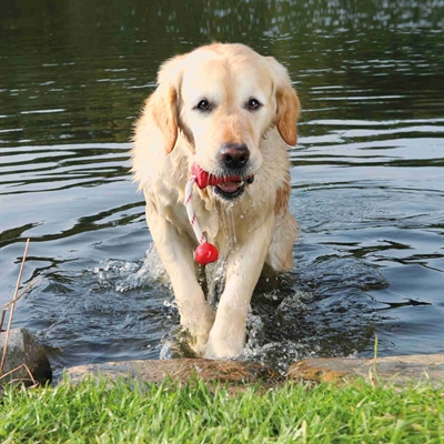 Trixie Dog Activity Mot-fun Aqua Speelgoed Drijvend 22x9 cm 3 stuks