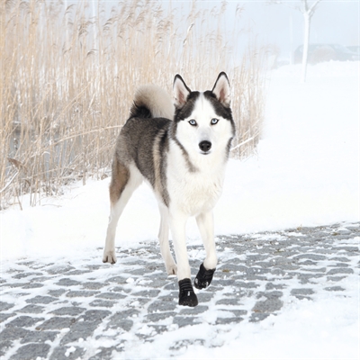 Trixie Pootbescherming Walker Active Zwart XL 2 Stuks