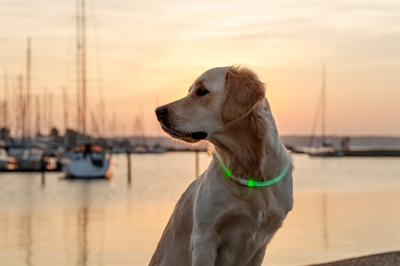 Trixie Lichtgevende Halsband Oplaadbaar Groen 40x0,8 cm
