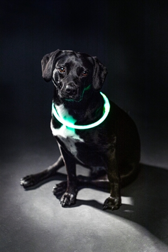 Trixie Lichtgevende Halsband Oplaadbaar Groen 65x0,8 cm