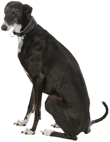 Trixie Halsband Hond Active Comfort Leer Zwart/Grijs 24-31x5 cm