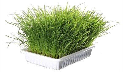 Trixie Softgras Bak 12x100 GR voor Kittens