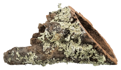 Trixie Kurktunnel Xs-s Tot 20x6x6 CM 10 ST