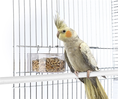 Imac Voerbak Parrot 11,5x7x4,5 cm voor vogels