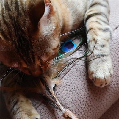 Croci Euphoria Kattenhengel Matatabi met Pauwenveer 12 CM