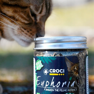 Croci Euphoria Kattenkruid Pot 25 GR