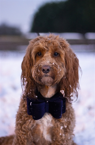 Cupid & Comet Vlinderstrik Fluweel Blauw L voor honden