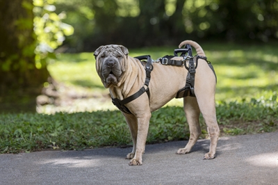 Solvit Petsafe Carelift Tuig Medium voor Honden