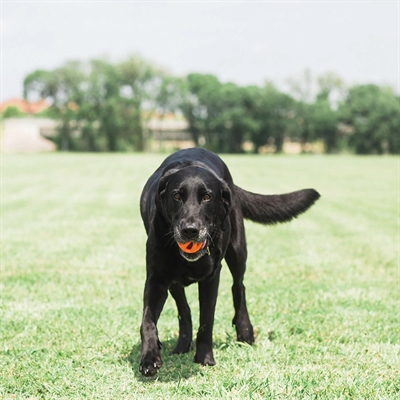 Chuckit Breathe Right Fetch Bal Oranje Medium 2 Stuks