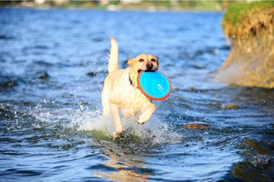 Chuckit Paraflight Small Frisbee voor Honden
