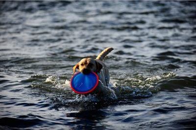 Chuckit Paraflight Small Frisbee voor Honden