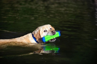 Chuckit Amphibious Bumper 4x4x18 CM - Apporteerspeelgoed voor honden