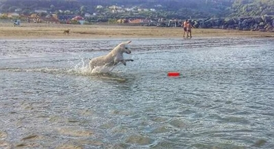 Chuckit Amphibious Bumper 4x4x18 CM - Apporteerspeelgoed voor honden