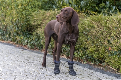 Trixie Pootbescherming Walker Active Long Zwart M-L 2 st