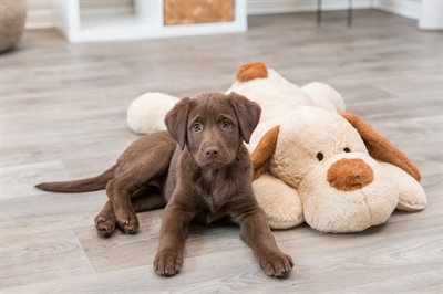 Trixie Knuffelhond Benny Pluche 75 cm Beige/Bruin