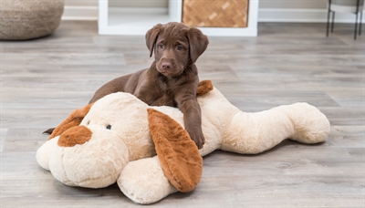 Trixie Knuffelhond Benny Pluche 75 cm Beige/Bruin