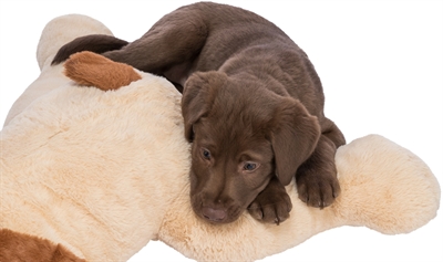Trixie Knuffelhond Benny Pluche 75 cm Beige/Bruin
