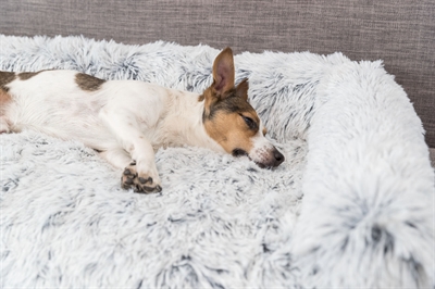 Trixie Sofa Bed Harvey Meubelbeschermer 70x90 cm — Comfortabele plek voor je hond op de bank