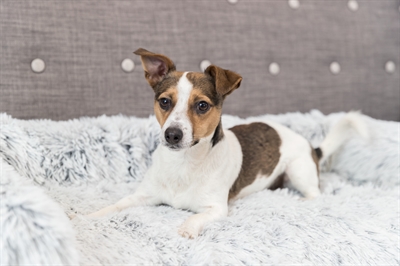 Trixie Sofa Bed Harvey Meubelbeschermer Wit/Zwart 80x130 cm — Bescherming voor je meubels en comfort voor je hond