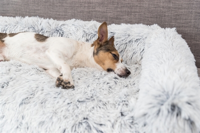 Trixie Sofa Bed Harvey Meubelbeschermer Wit/Zwart 80x130 cm — Bescherming voor je meubels en comfort voor je hond