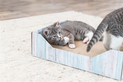 Trixie Krabmand Karton Catnip 45x33x12 cm Turquoise