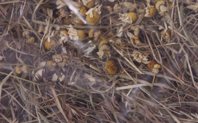 Excellent Kruidenhooi Kamille en Paardenbloem 500 GR voor knaagdieren