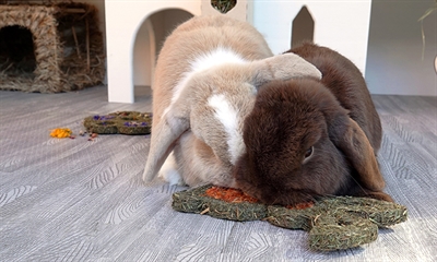 Rosewood Naturals Carrot 'n' Forage Bunny 19 cm knaagsnack