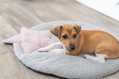 Trixie Puppy Ligmat Ster Grijs/Lila 55x61 cm — Comfortabele plek voor je pup