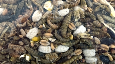 Utopia Strooivoer Met Insecten 1,8 KG voor vogels