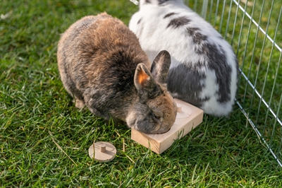 Trixie Snack Box Hout 14x3x7 cm voor Ratten en Konijnen